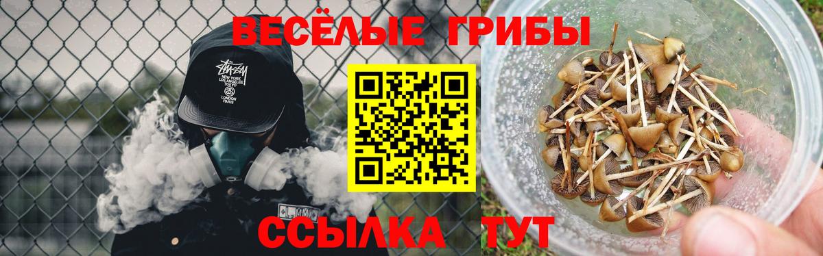 Галлюциногенные грибы Psilocybe Коломна